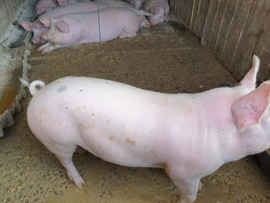Vand porci 80-220 kg