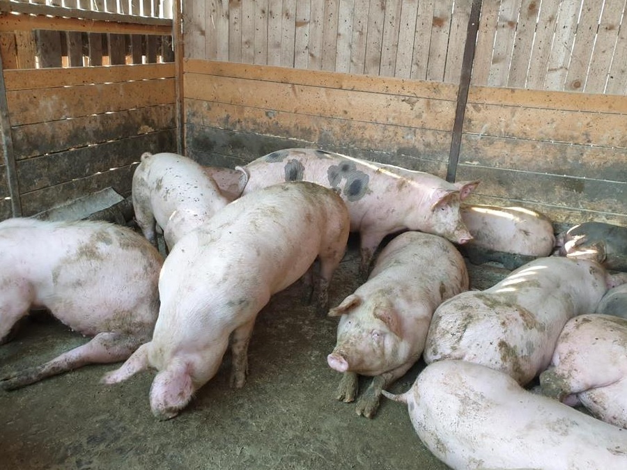 Vand porci 80-220 kg