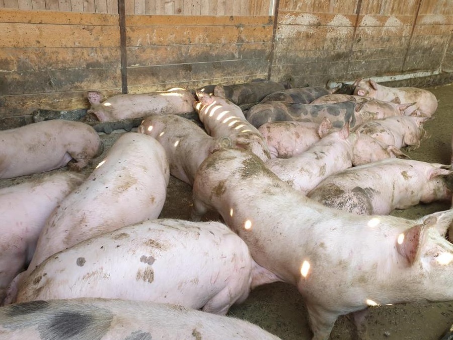Vand porci 80-220 kg