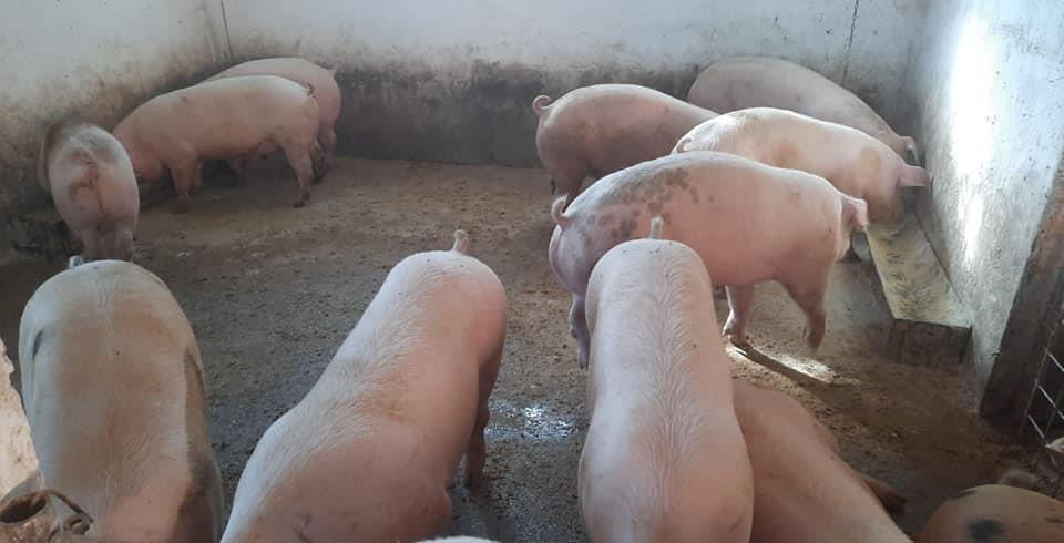 VÂND PORCI DE CARNE CRESCUȚI NATURAL