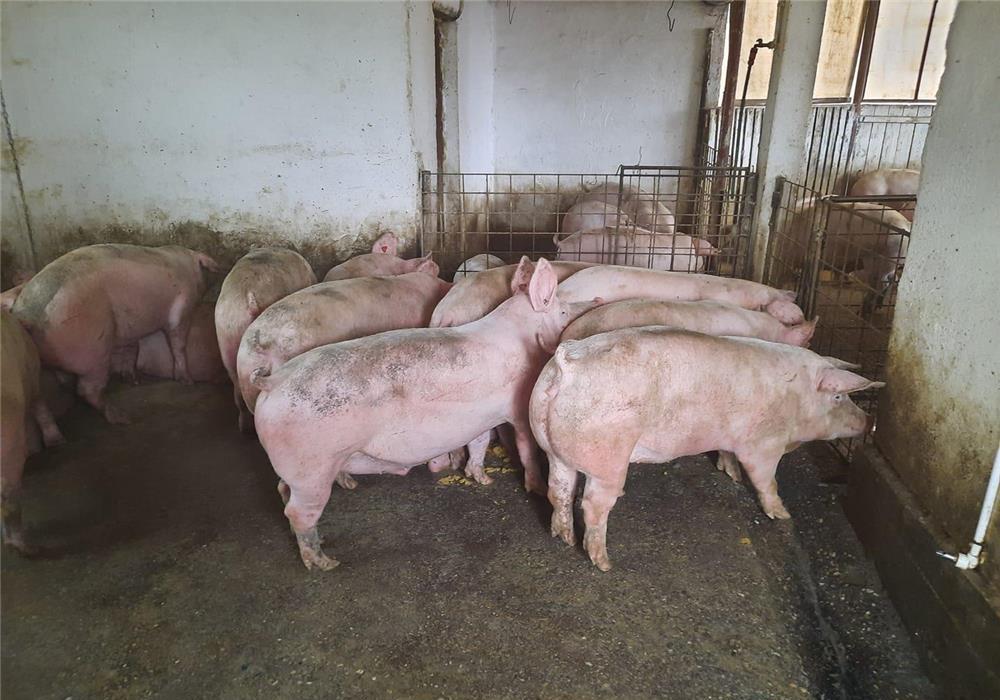 VÂND PORCI DE CARNE CRESCUȚI NATURAL