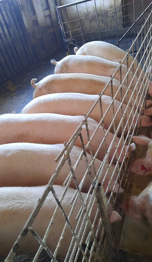 VÂND PORCI DE CARNE CRESCUȚI NATURAL