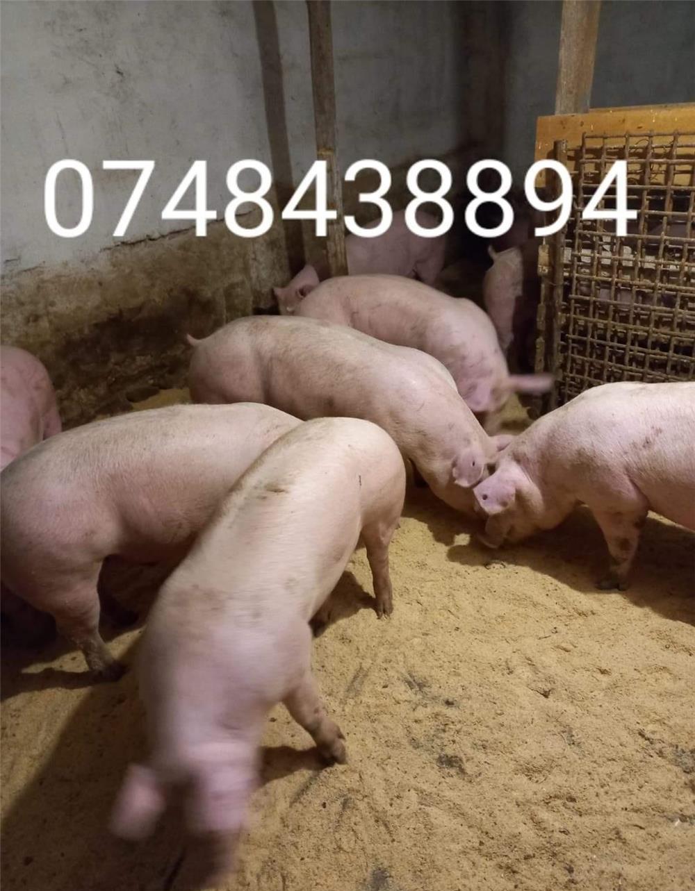 vând porci de carne diferite mărimi