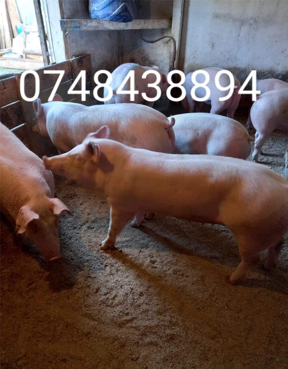 vând porci de carne diferite mărimi
