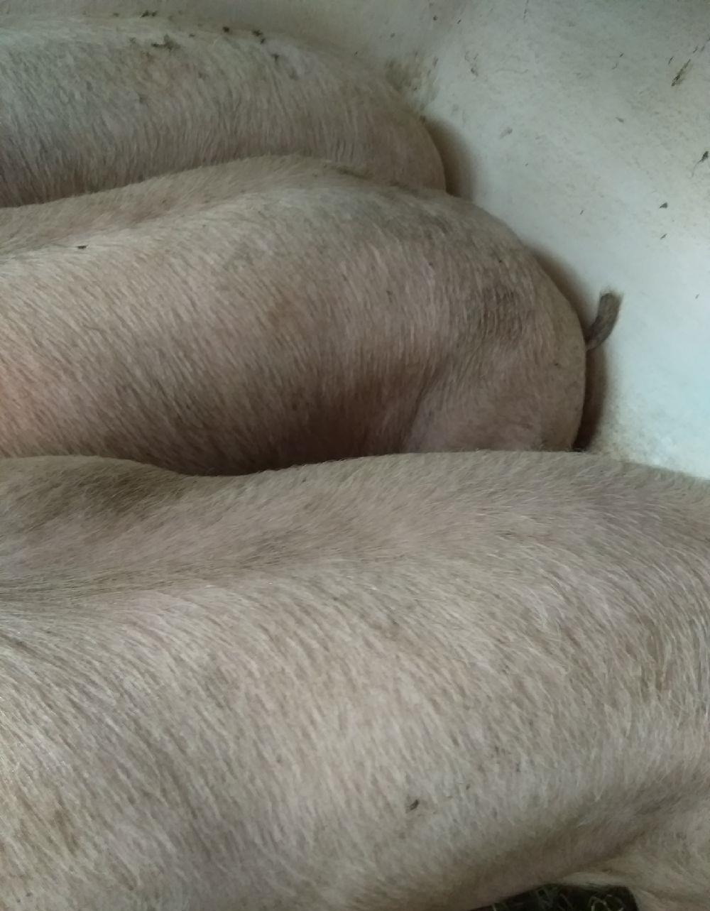 vând porci de carne pik 9 ron
