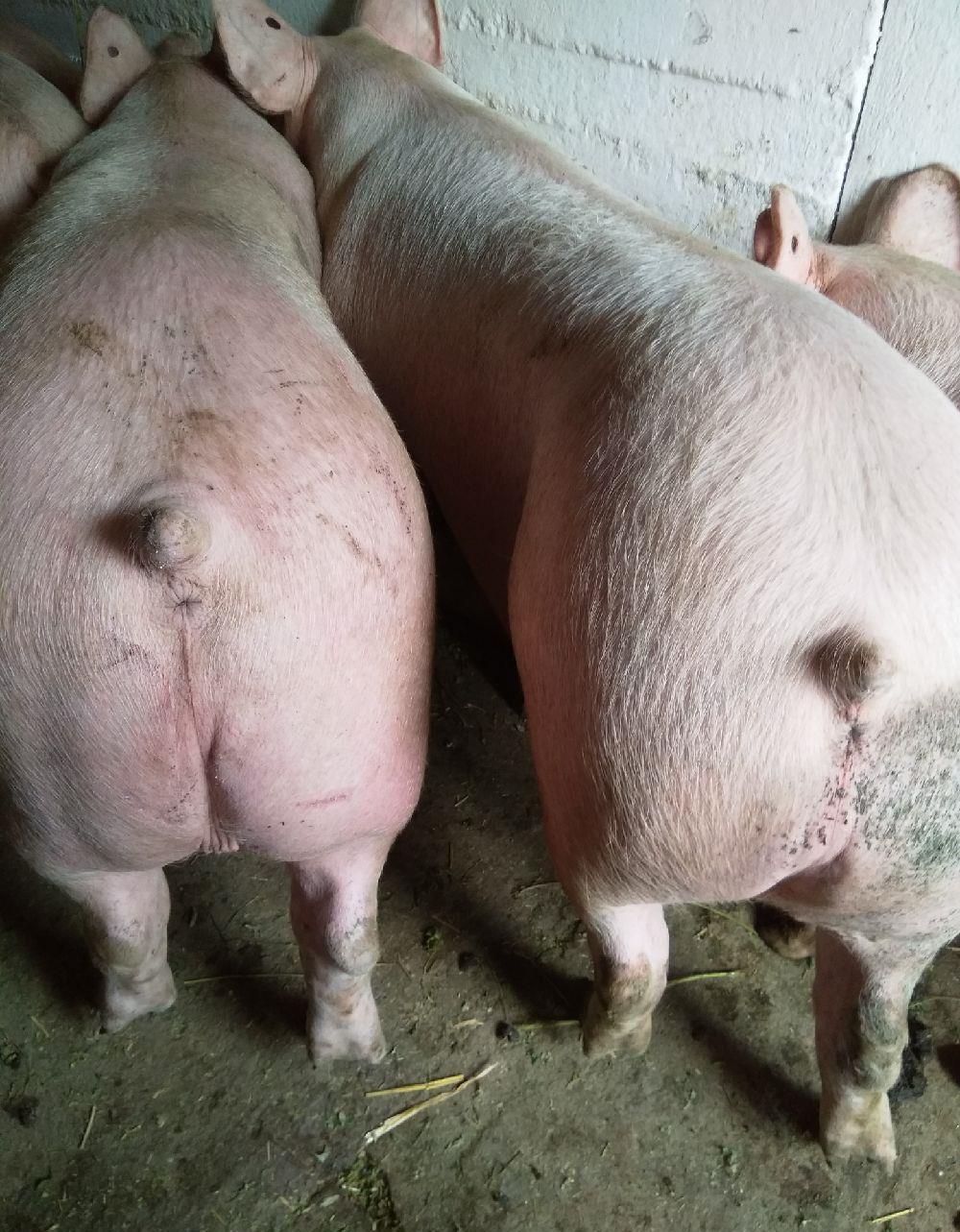 vând porci de carne pik 9 ron