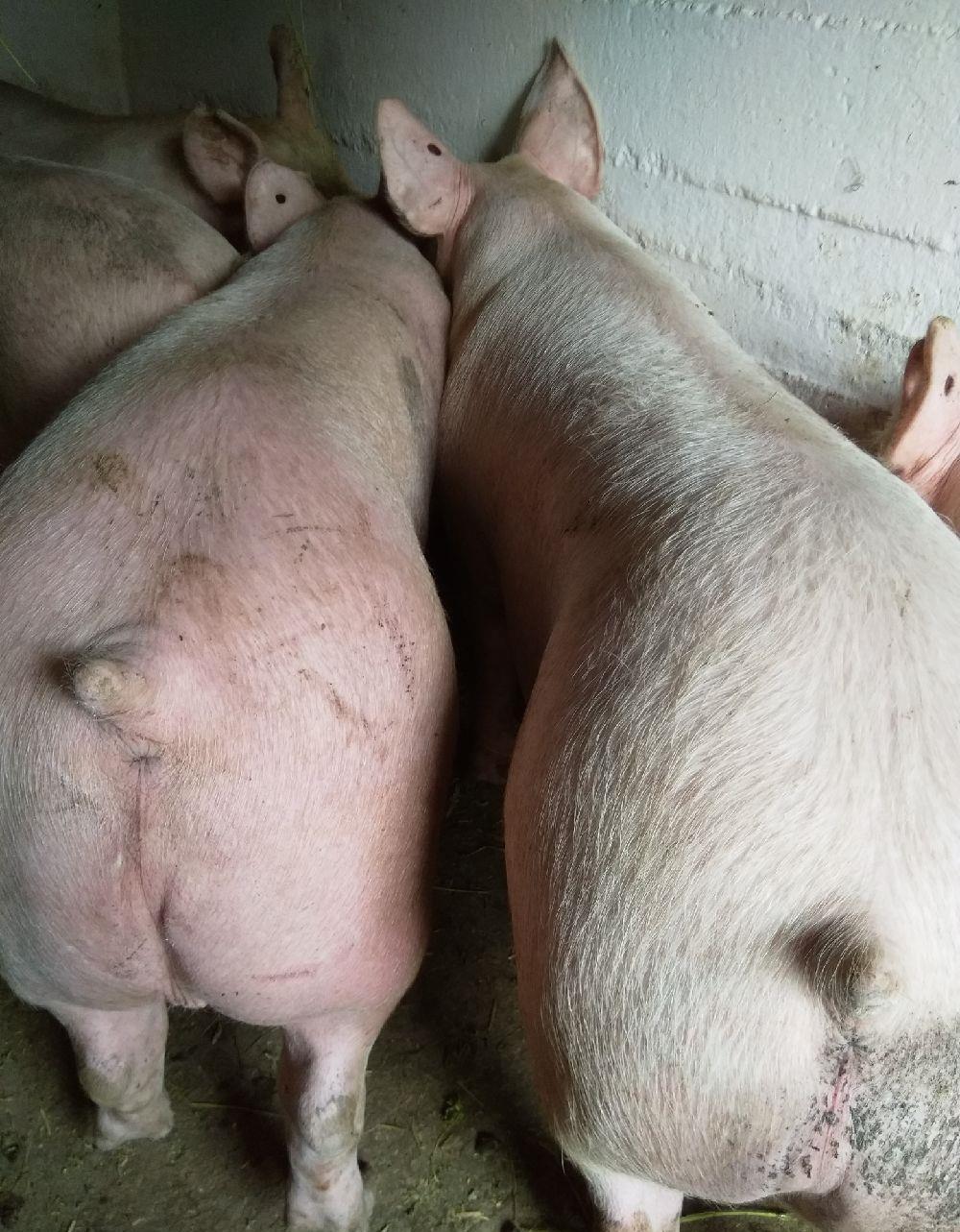 vând porci de carne pik 9 ron