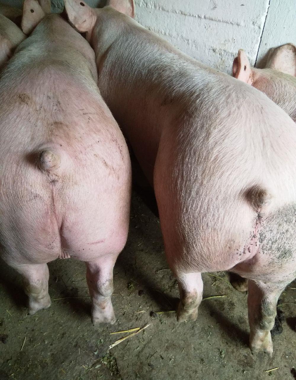 vând porci de carne pik 9 ron