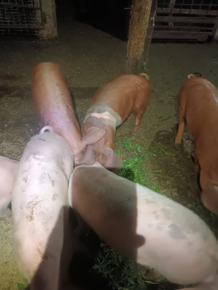 Vand porci de casa