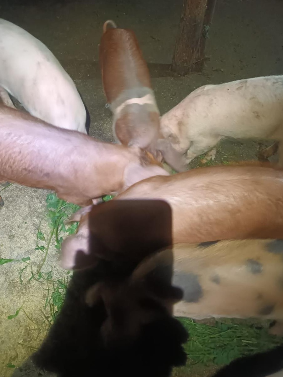 Vand porci de casa