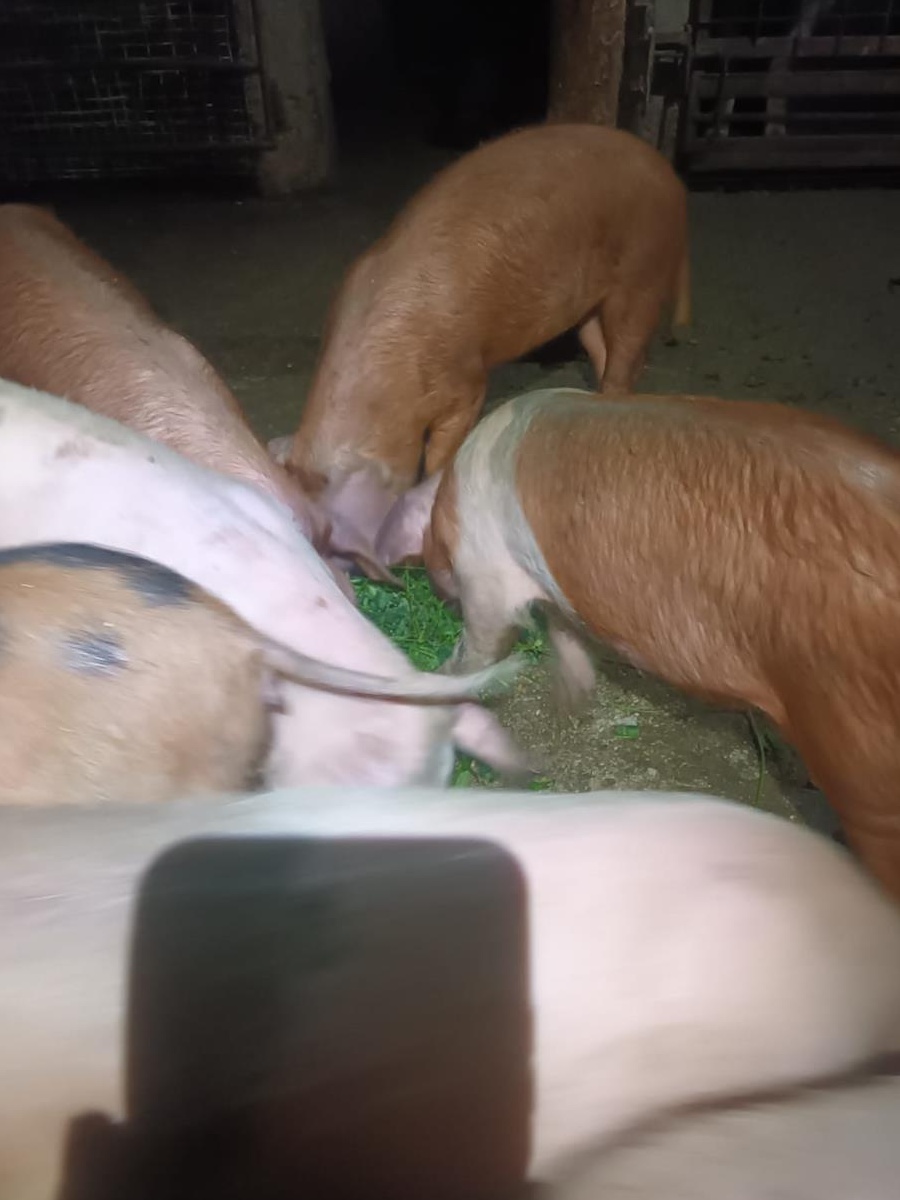 Vand porci de casa