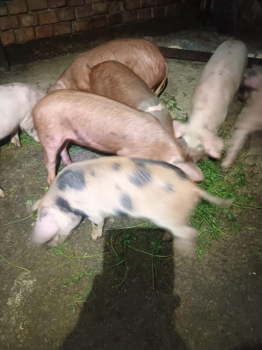 Vand porci de casa