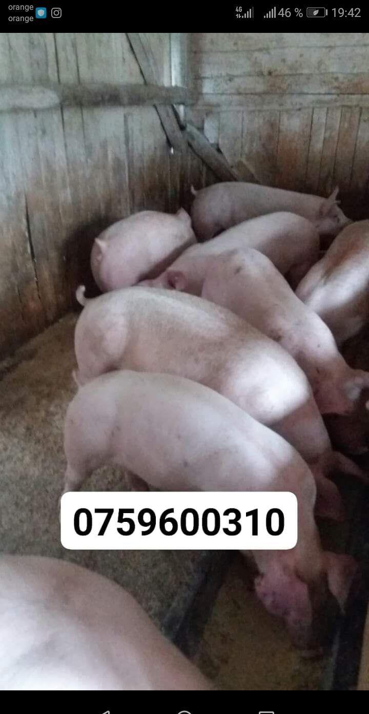 Vând porci de la 80 la 100 kg
