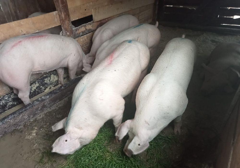 Vând porci de la 80 la 100 kg