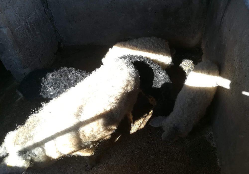Vand Porci Mangalita