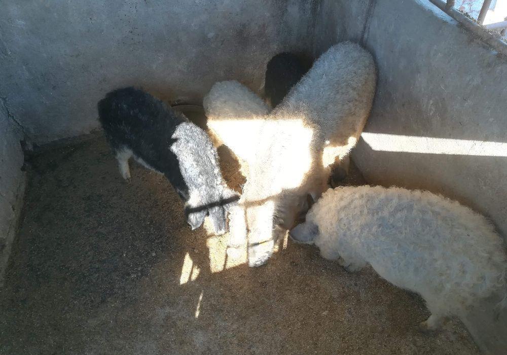 Vand Porci Mangalita