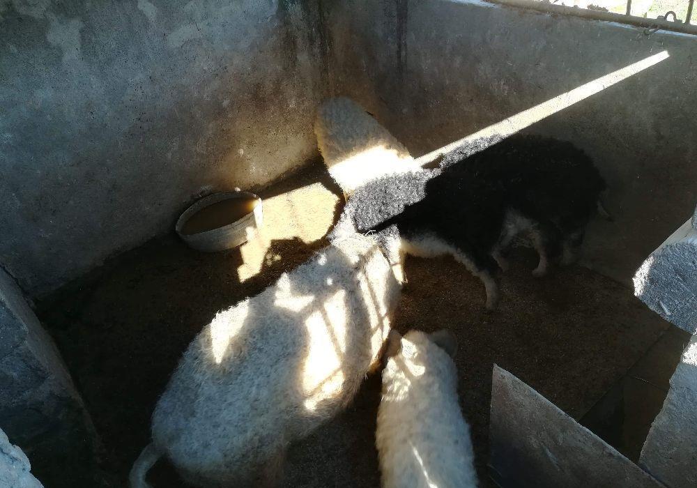 Vand Porci Mangalita