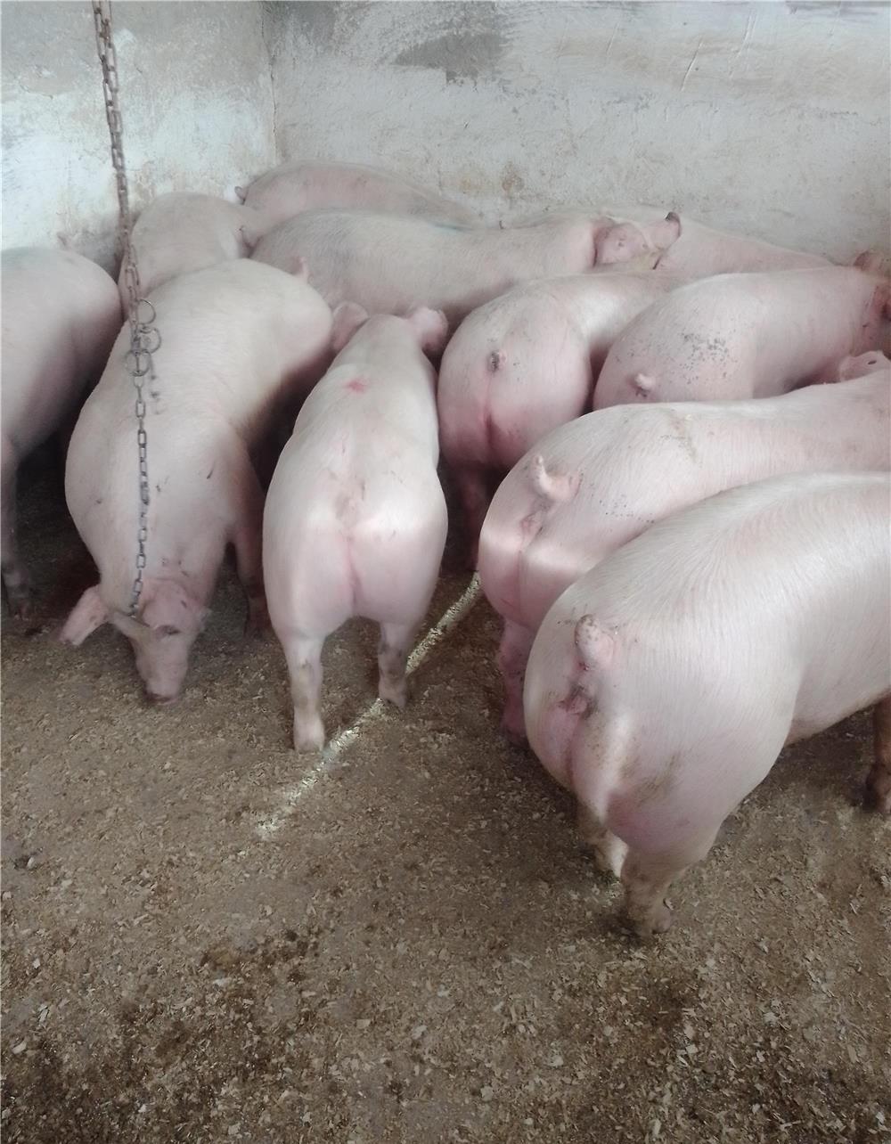 Vând porci mari de carne