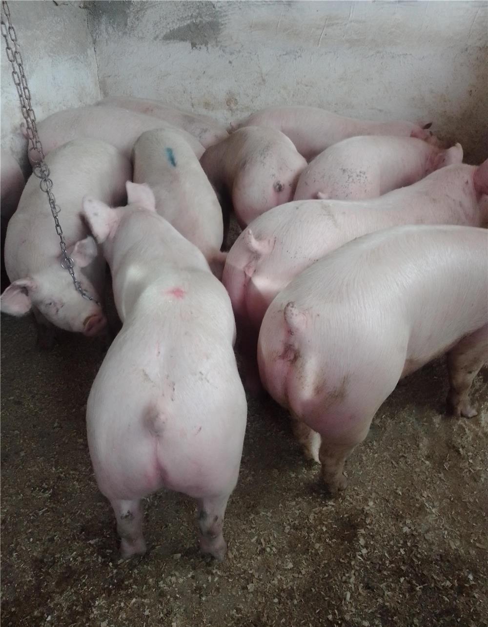 Vând porci mari de carne