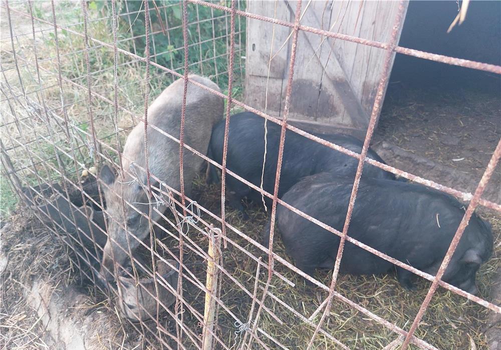 Vând porci Mistreti și Vietnamezi