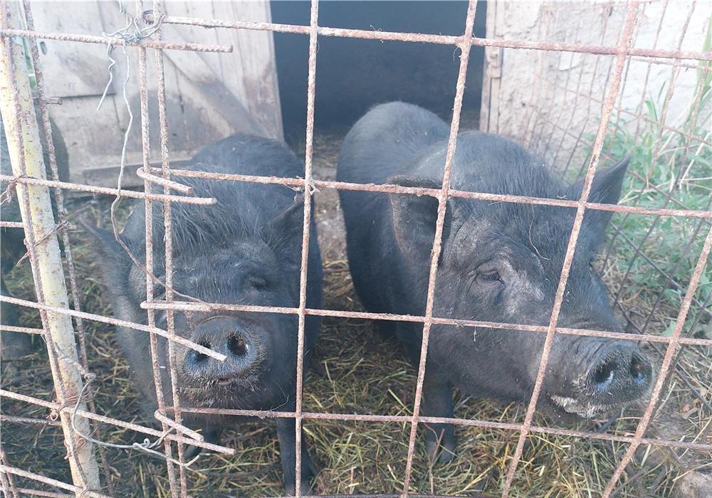 Vând porci Mistreti și Vietnamezi