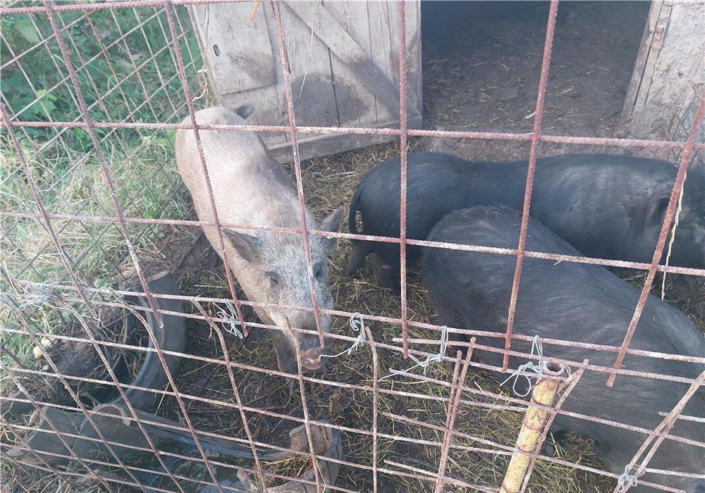Vând porci Mistreti și Vietnamezi