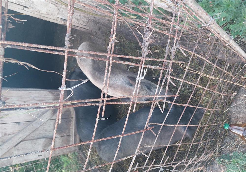 Vând porci Mistreti și Vietnamezi