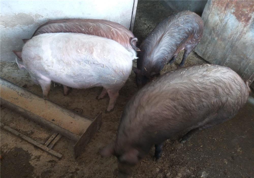 Vând porci pentru sacrificat