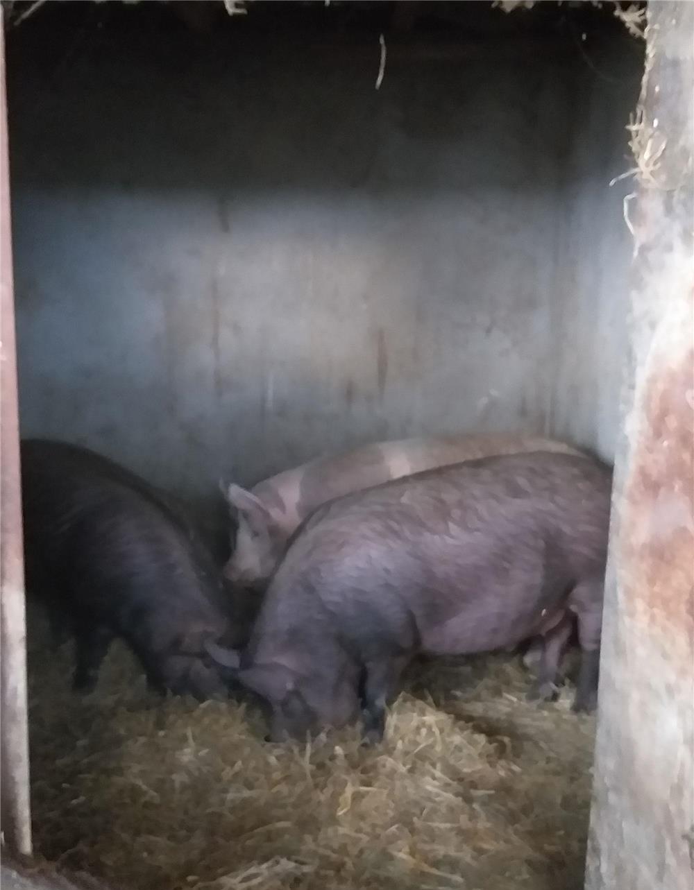 Vând porci pentru sacrificat