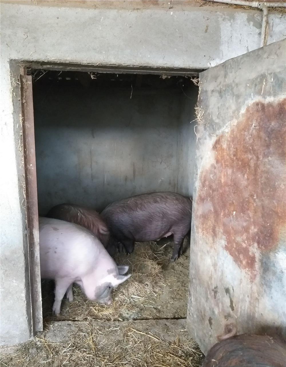 Vând porci pentru sacrificat