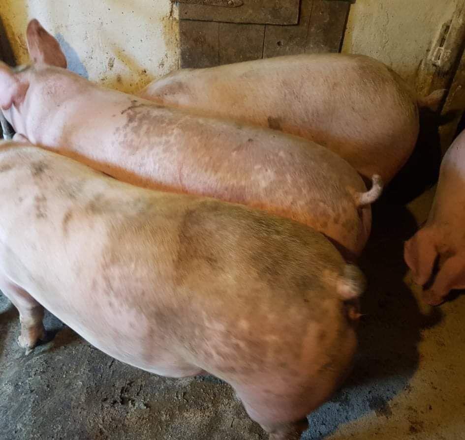 Vând Porci Pick