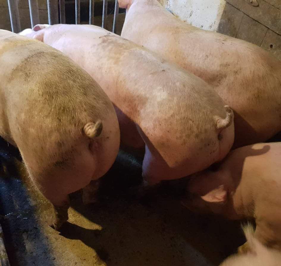 Vând Porci Pick