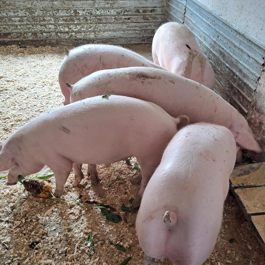 Vand porci pietran bio
