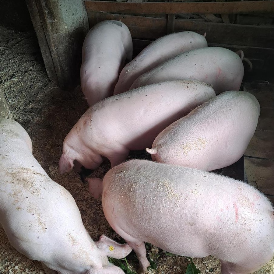 Vand porci pietran bio