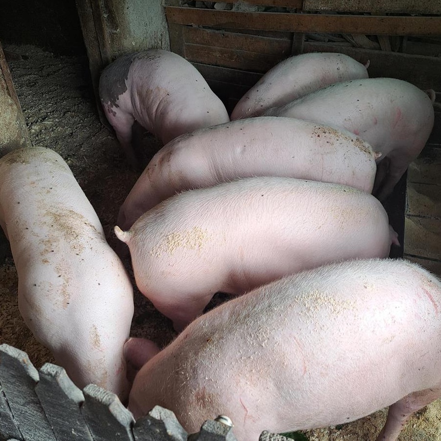 Vand porci pietran bio