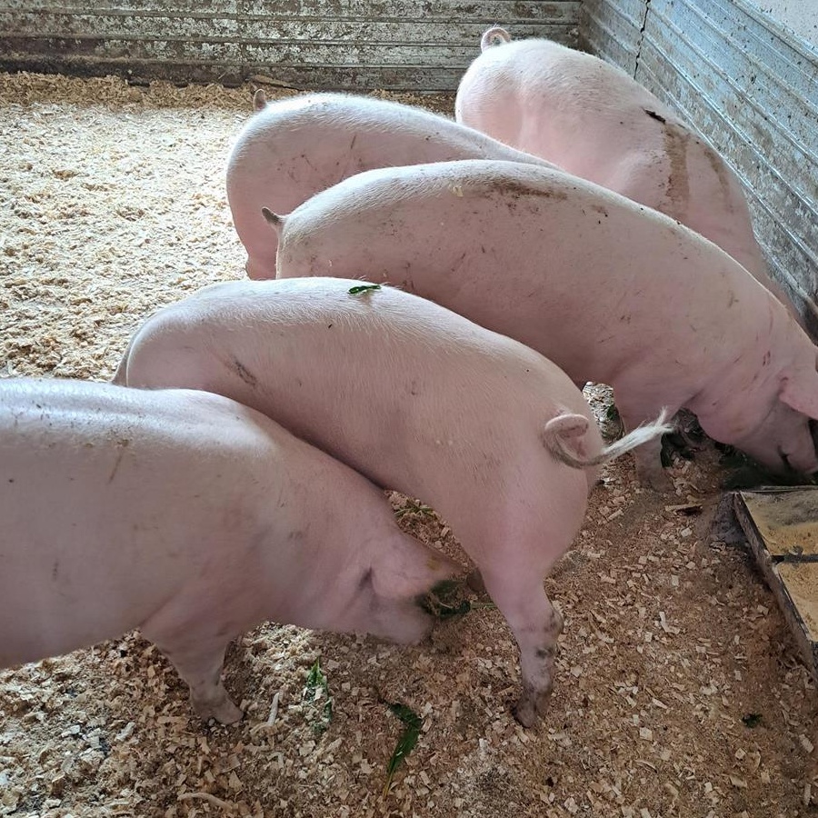 Vand porci pietran bio