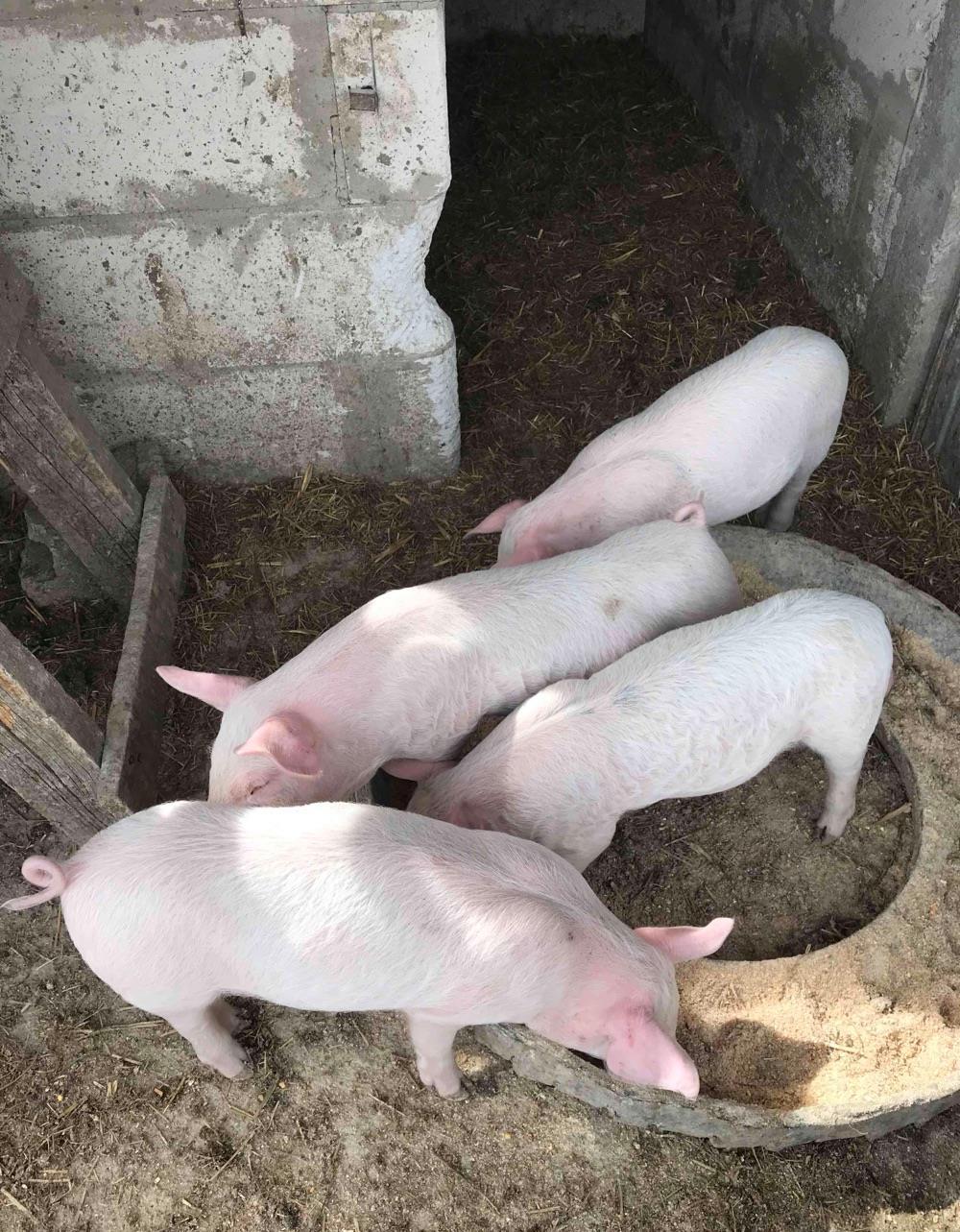 Vând porci rasa marele alb