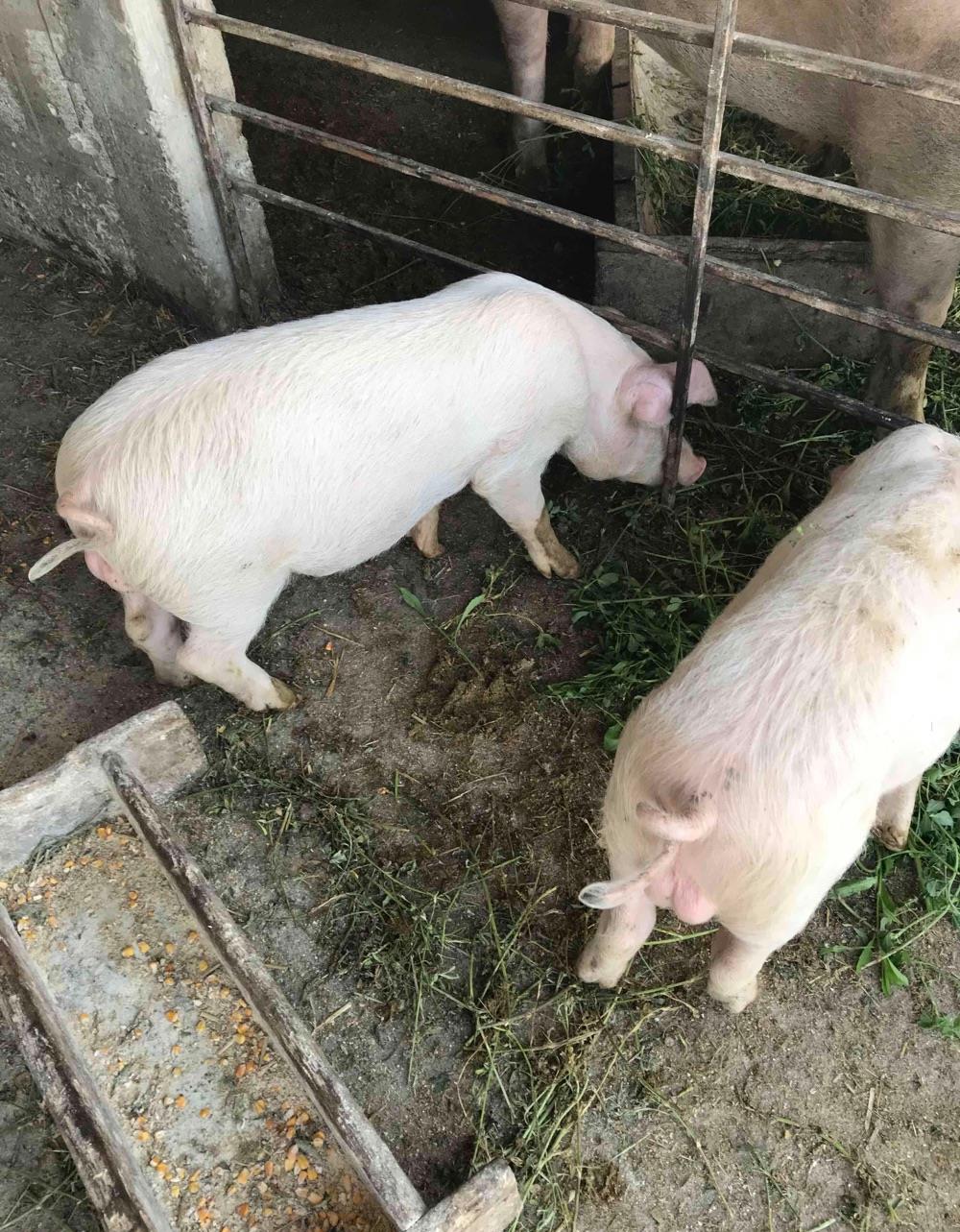 Vând porci rasa marele alb