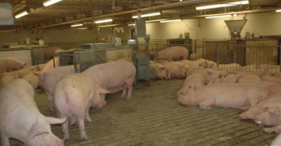 Vând porci, rasa Marele Alb (80-140Kg)