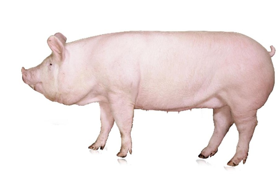 Vând porci, rasa Marele Alb (80-140Kg)