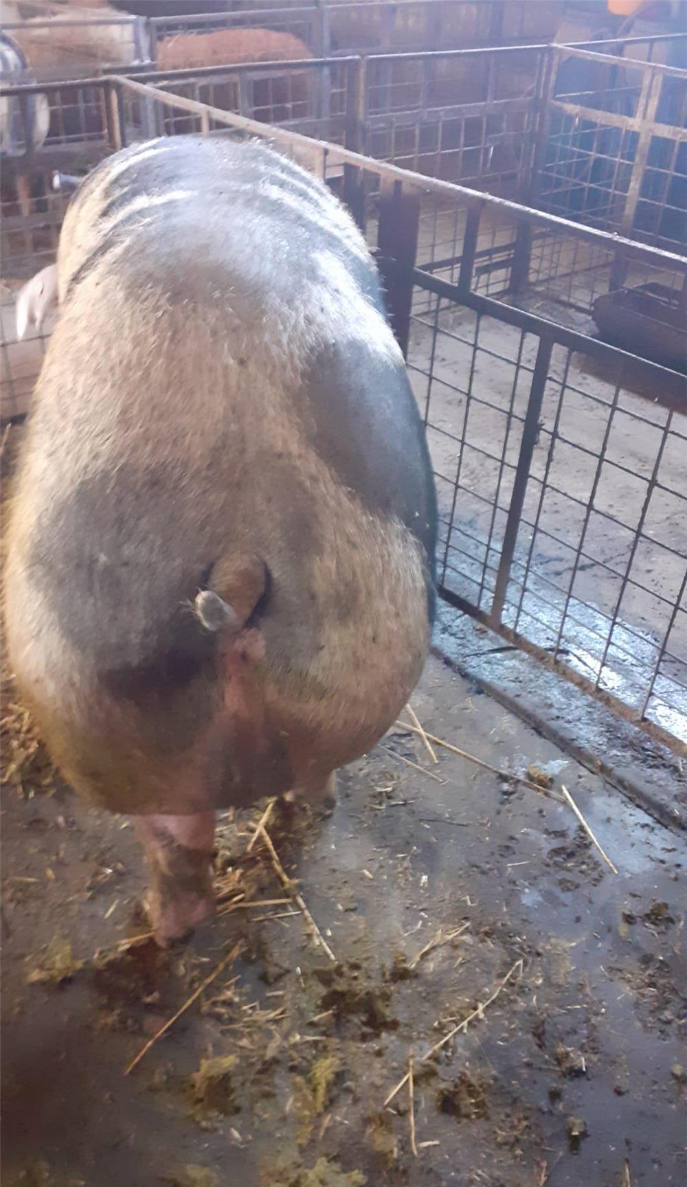 Vand porci sacrificare