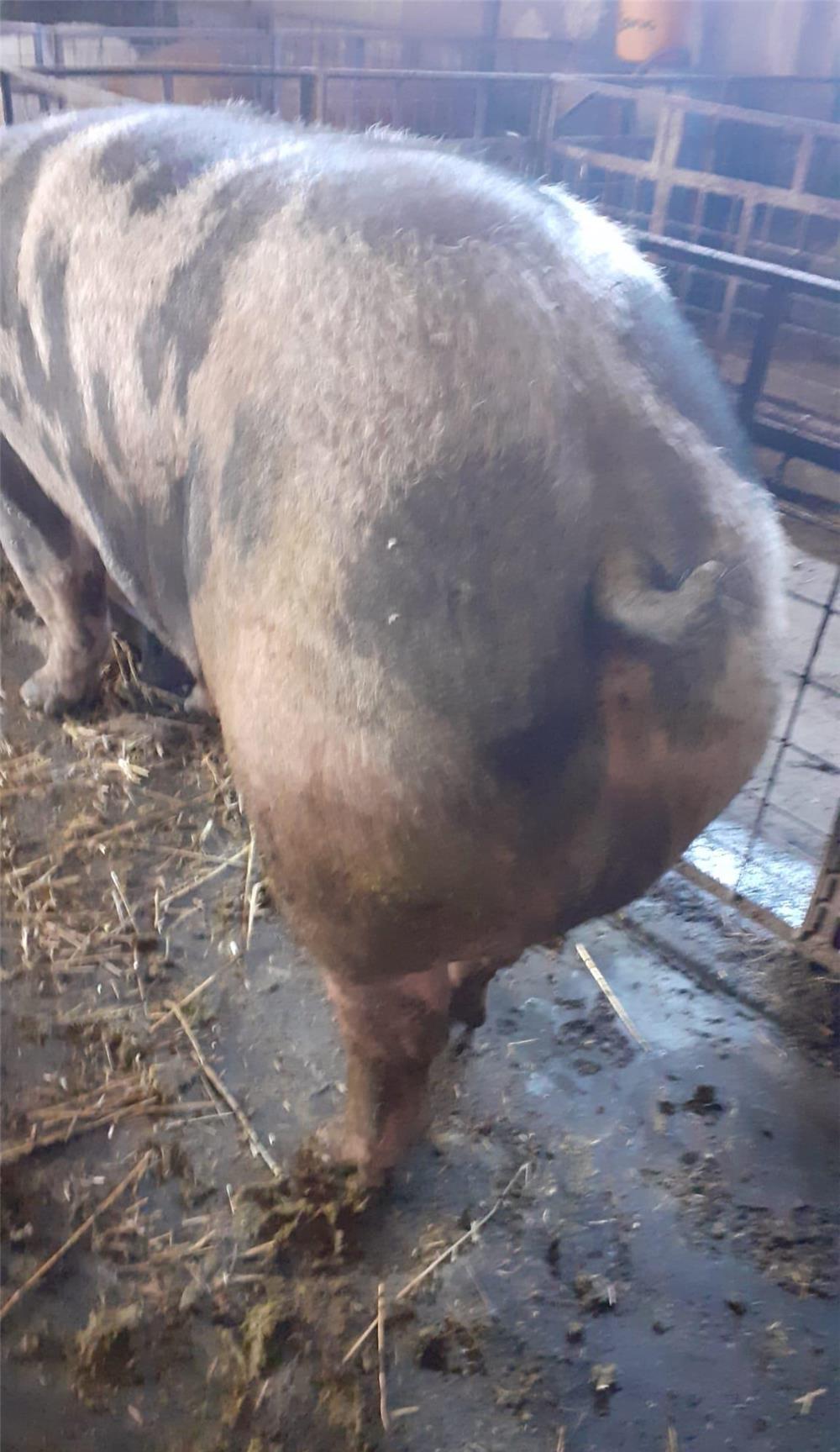 Vand porci sacrificare