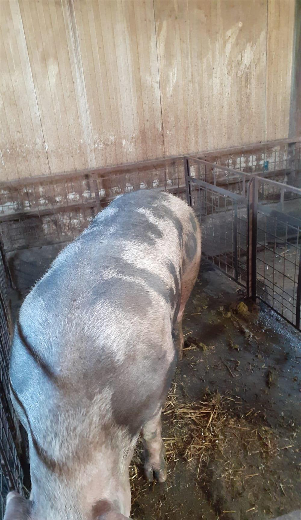 Vand porci sacrificare
