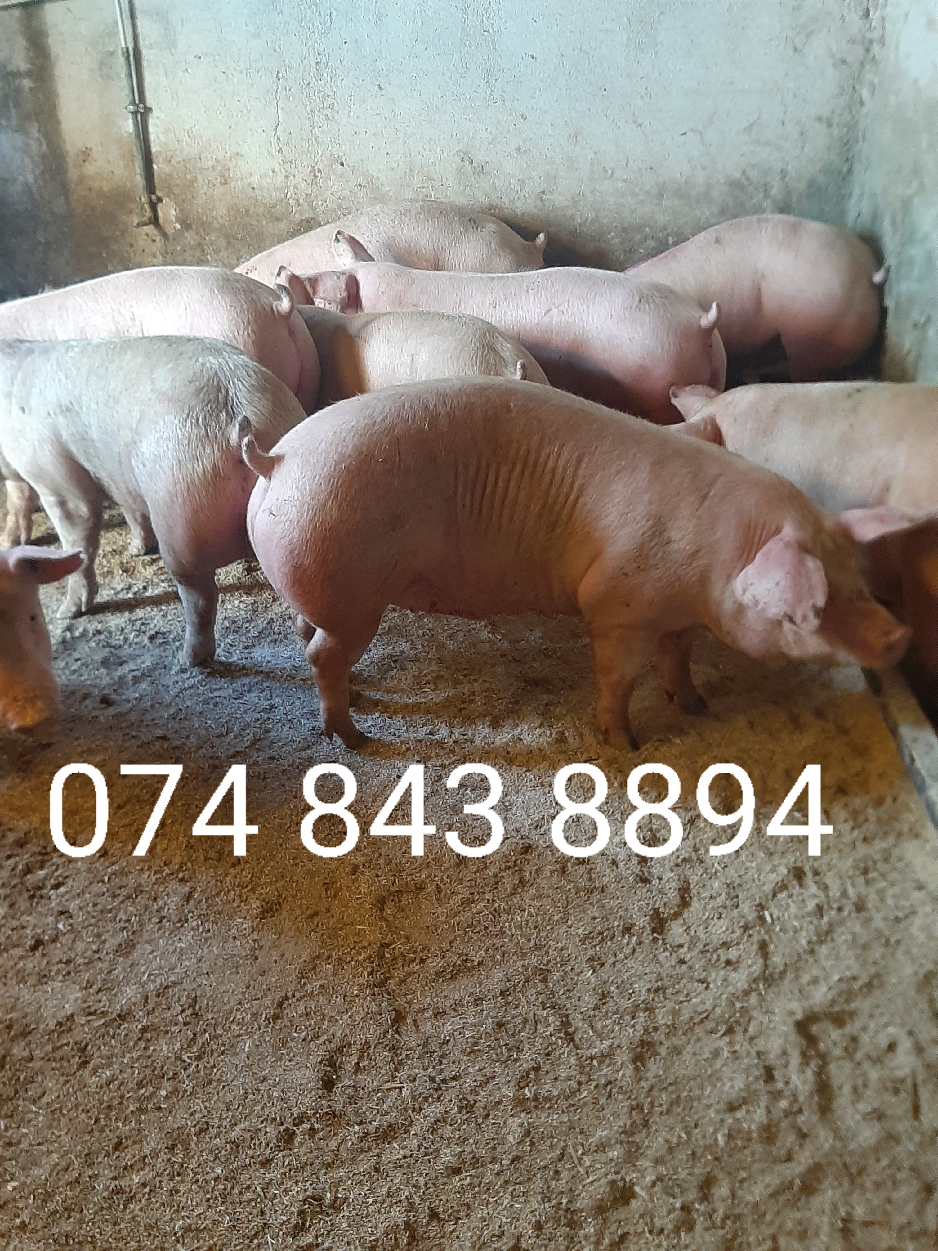Vând porci si soldani diferite mărimi