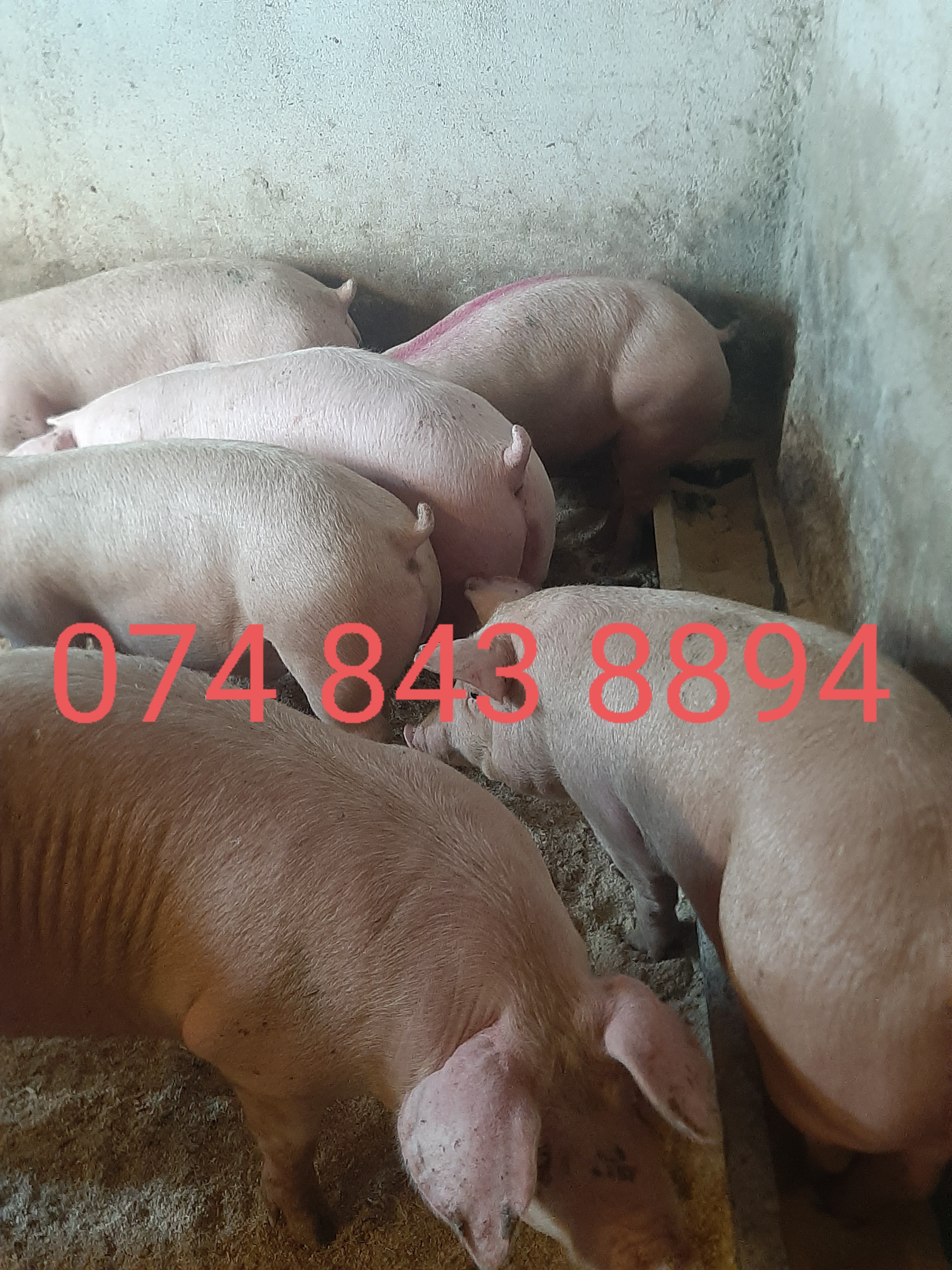 Vând porci si soldani diferite mărimi