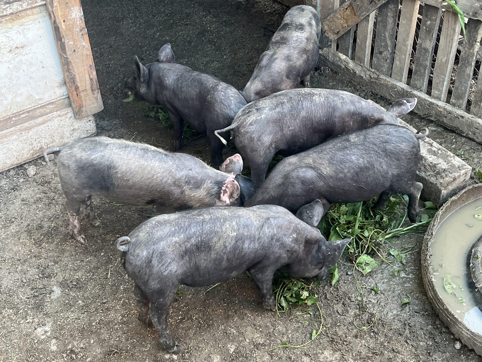 Vând porci. Urgent