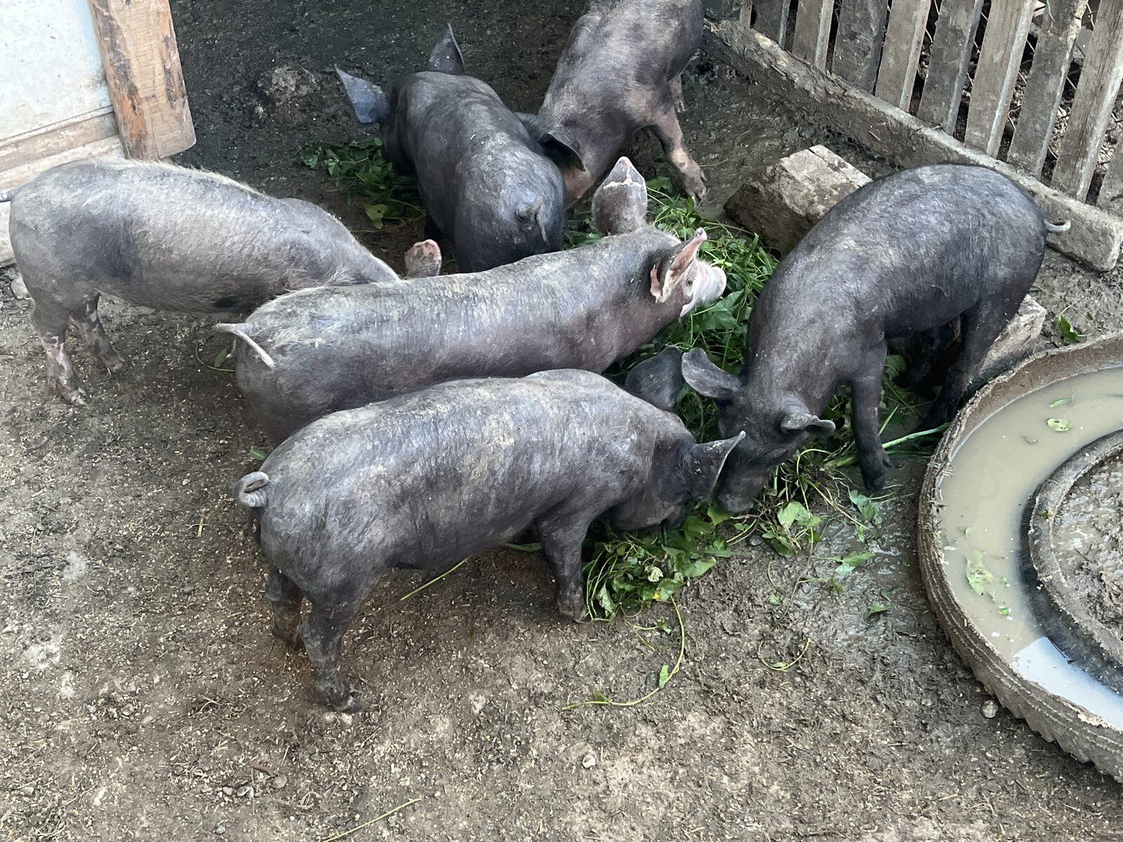 Vând porci. Urgent