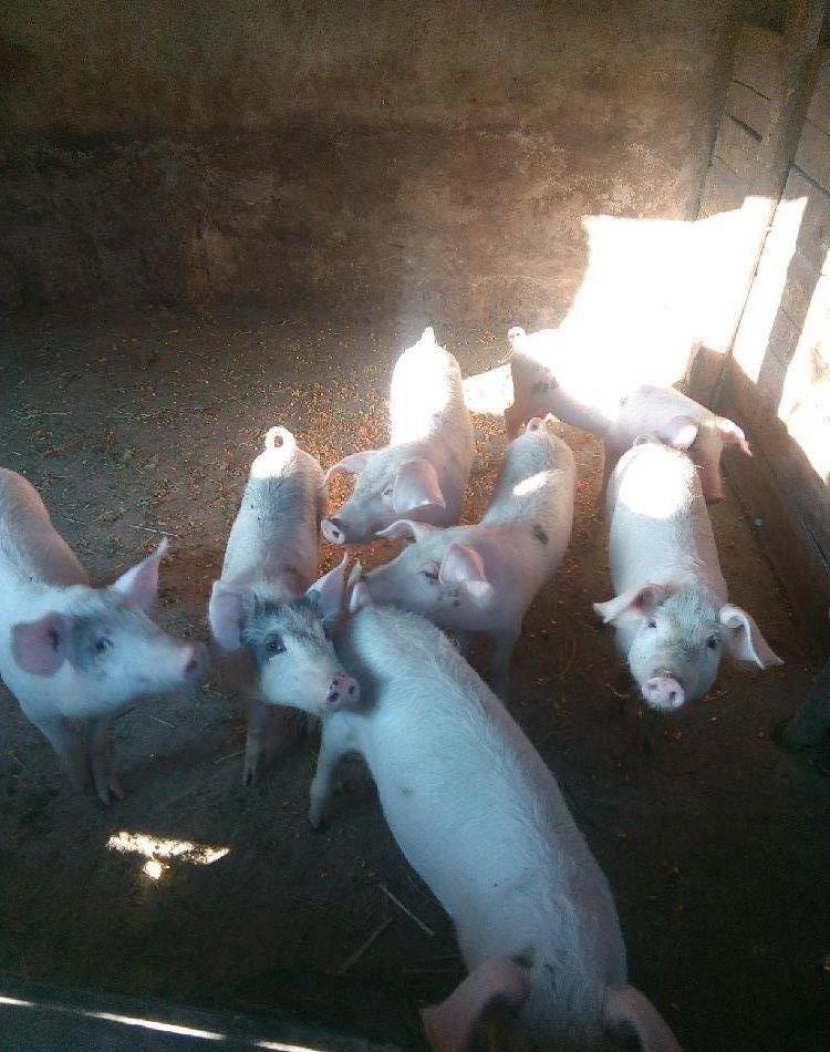 vând porcii de  25 kg  500 lei bucata
