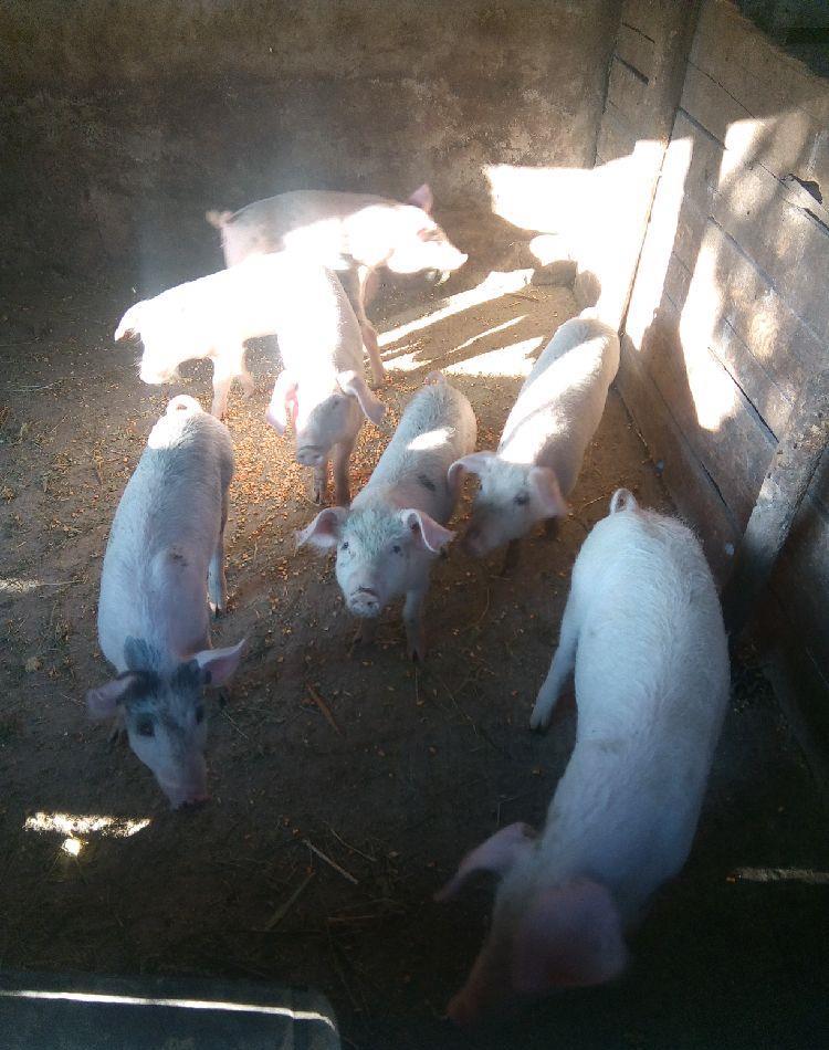 vând porcii de  25 kg  500 lei bucata