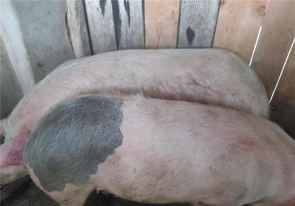 Vand PORCII DE CARNE PIC si Purceii